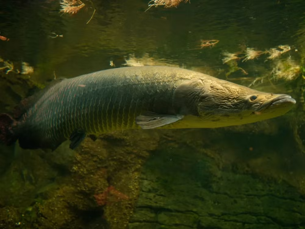 Đáng tiếc, con cá được phát hiện ở Myanmar đã chết ngay sau khi được phát hiện. Ảnh minh họa