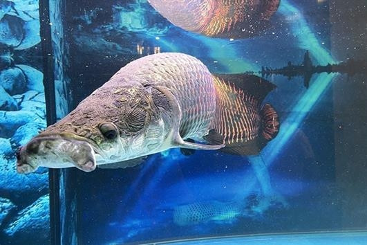 Một đại gia Việt từng mua được con cá hải tượng dài gần 2m, nặng hơn 130kg này với giá 100 triệu đồng. Ảnh: CagiongTruongphat