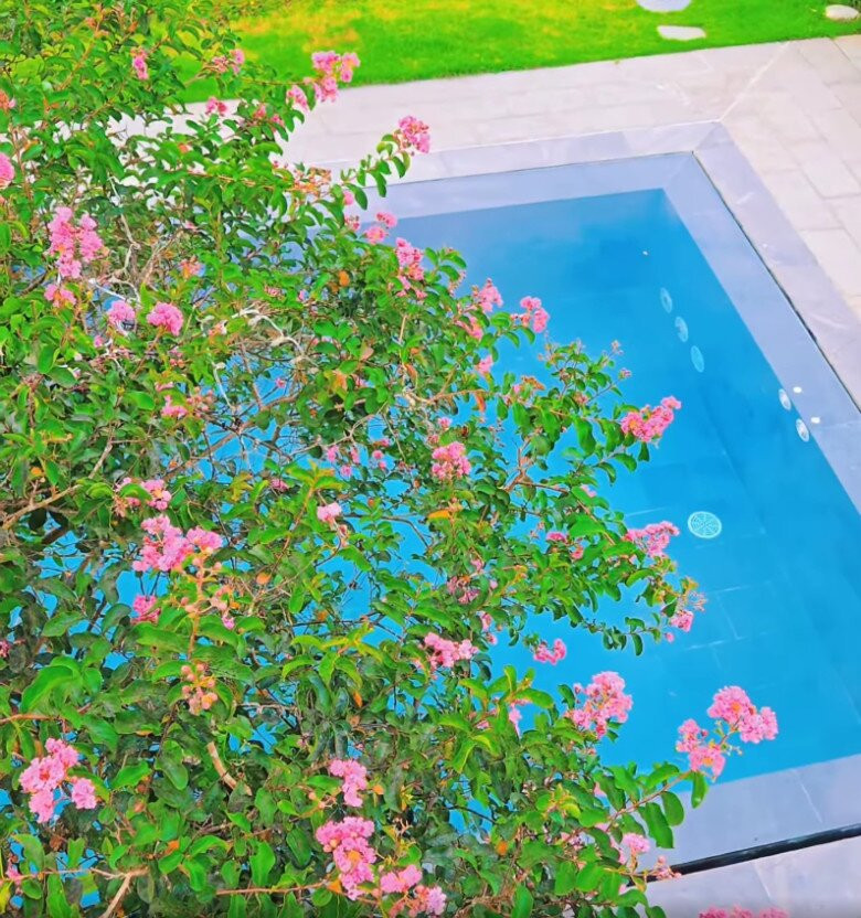 Hoa tường vi cuối mùa nhưng vẫn rất đẹp. Những bông hoa xinh xắn rủ xuống hồ bơi càng thêm lãng mạn. Ảnh chụp màn hình