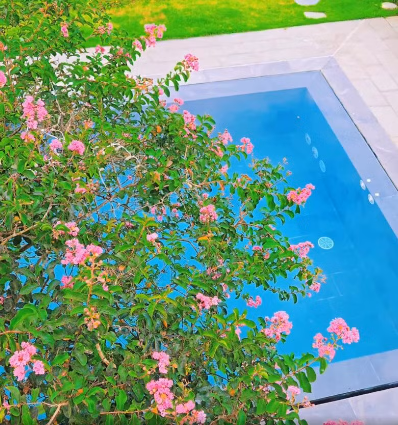 Hoa tường vi cuối mùa nhưng vẫn rất đẹp. Những bông hoa xinh xắn rủ xuống hồ bơi càng thêm lãng mạn. Ảnh chụp màn hình