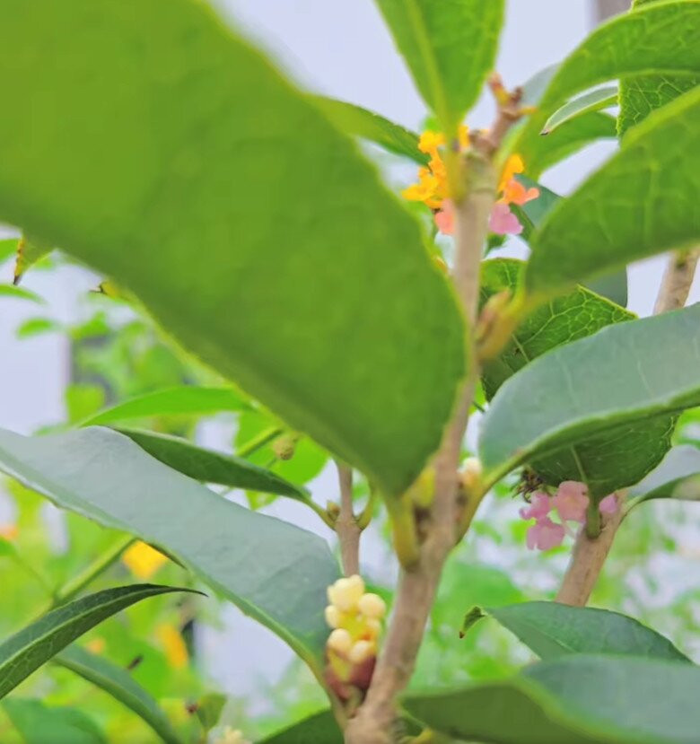 Cây hoa mộc đang trổ bông, tỏa hương thơm ngát. Ảnh chụp màn hình