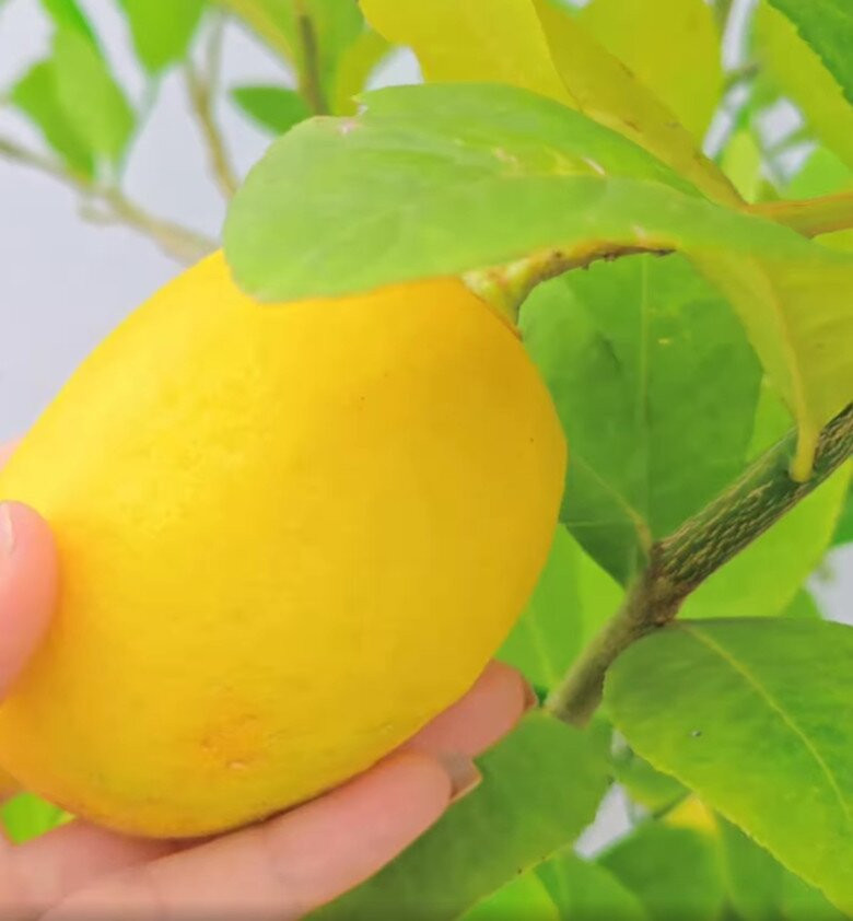 Cây chanh vàng cho trái to và rất sai. Ảnh chụp màn hình