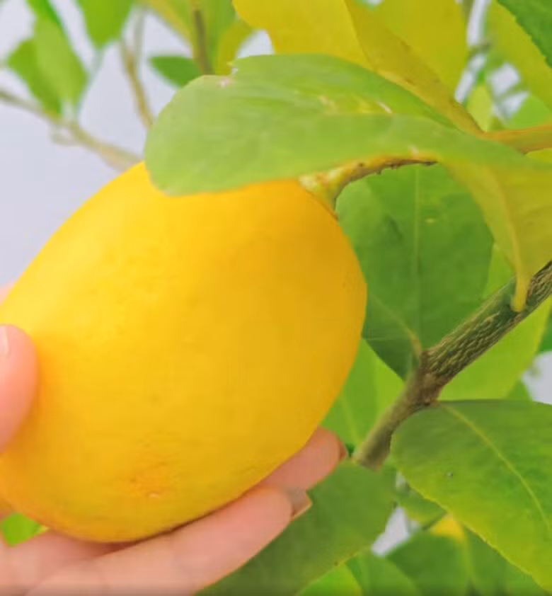 Cây chanh vàng cho trái to và rất sai. Ảnh chụp màn hình