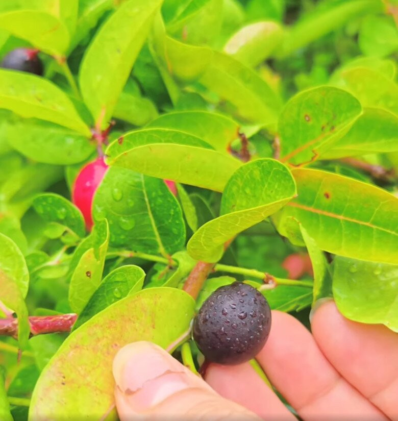 Trái sơ ri chín đỏ trông thích mắt. Ảnh chụp màn hình