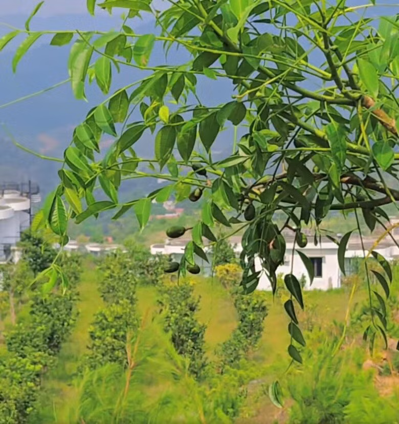 Chùm cóc xanh lúc lỉu trên cây. Ảnh chụp màn hình