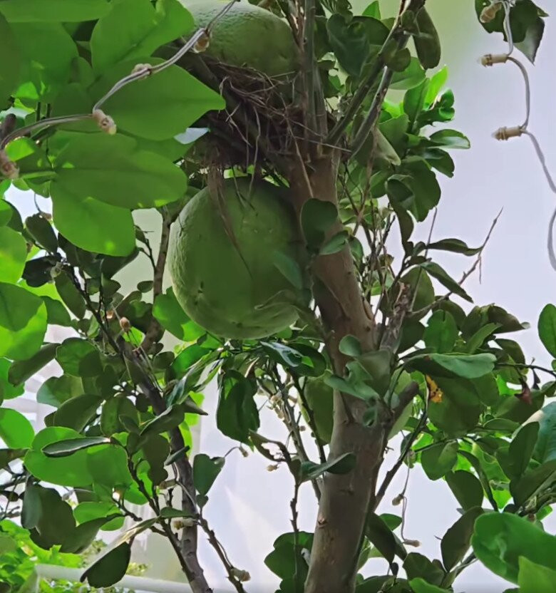 Những trái bưởi to, tròn trong vườn đã đến độ thu hoạch. Ảnh chụp màn hình