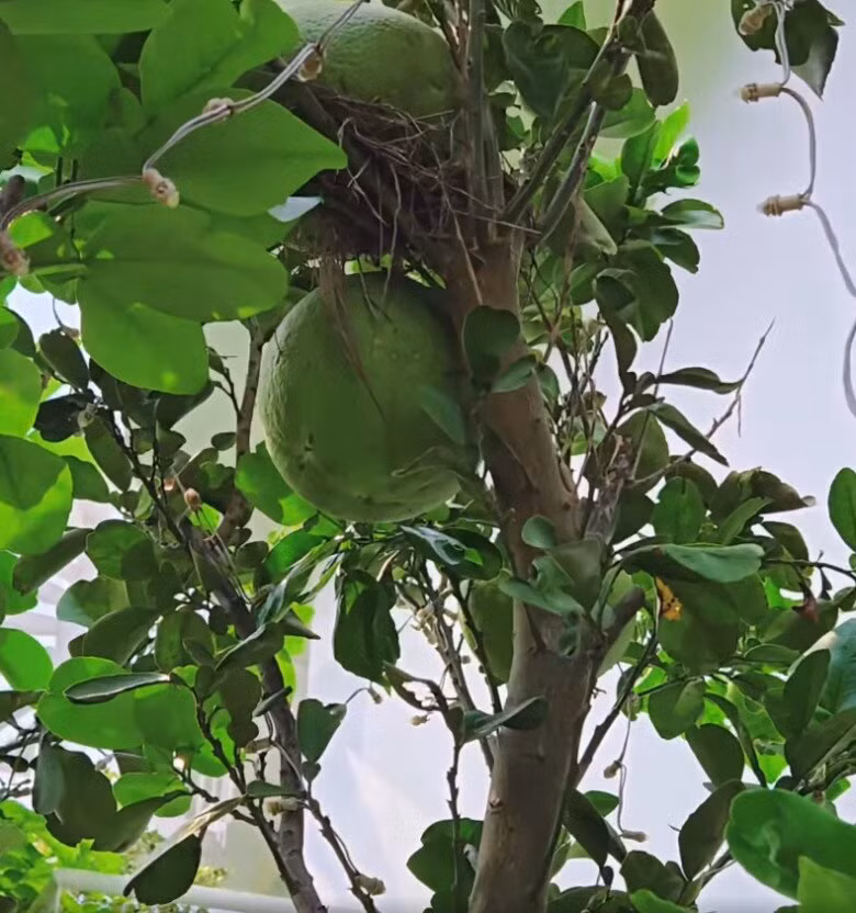 Những trái bưởi to, tròn trong vườn đã đến độ thu hoạch. Ảnh chụp màn hình