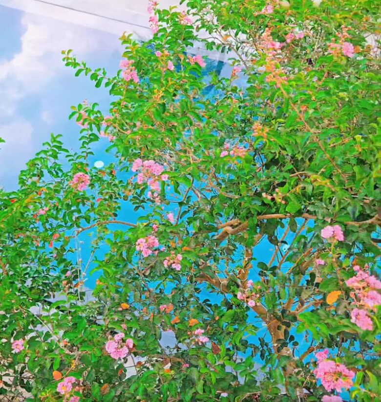 Ngoài cây ăn trái, Phương Phạm còn trồng rất nhiều hoa trong khuôn viên biệt thự. Ảnh chụp màn hình