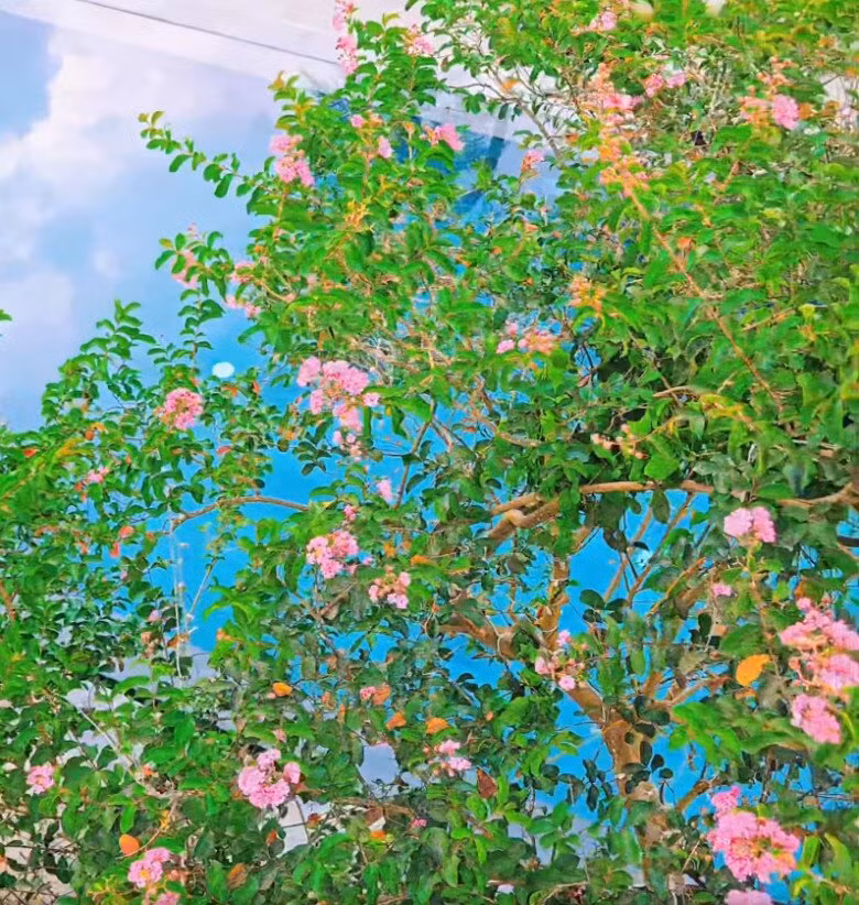 Ngoài cây ăn trái, Phương Phạm còn trồng rất nhiều hoa trong khuôn viên biệt thự. Ảnh chụp màn hình