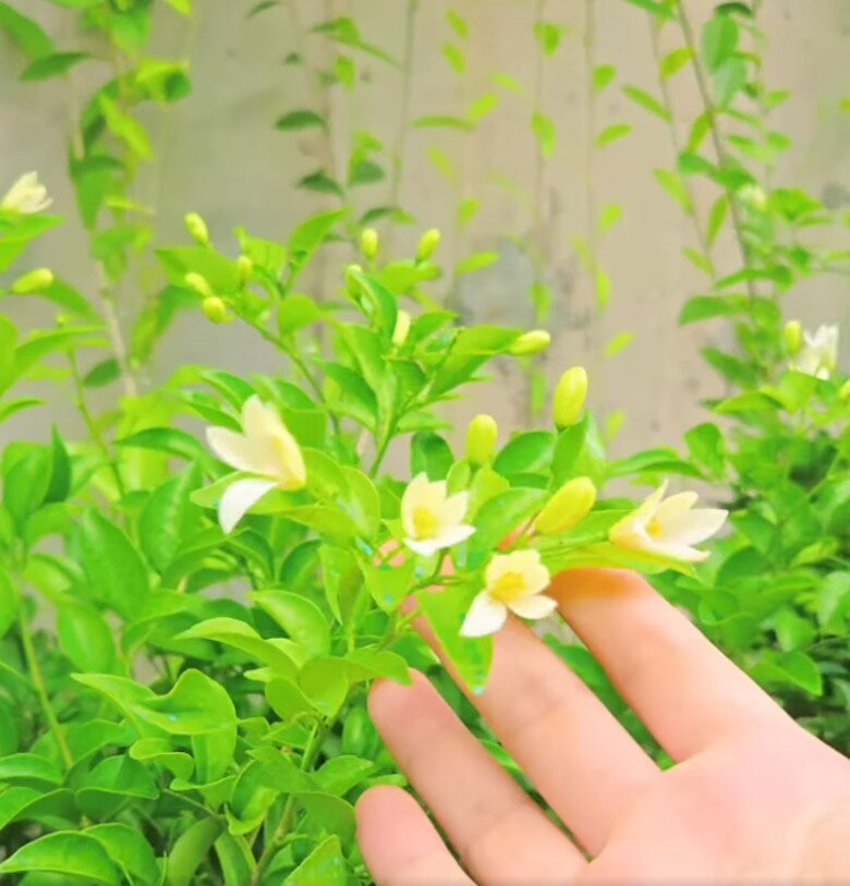 Ngoài ra còn có hoa nhài, hoa đỗ quyên... Mỗi góc nhỏ đều cho thấy tâm huyết của bà xã nam diễn viên. Ảnh chụp màn hình