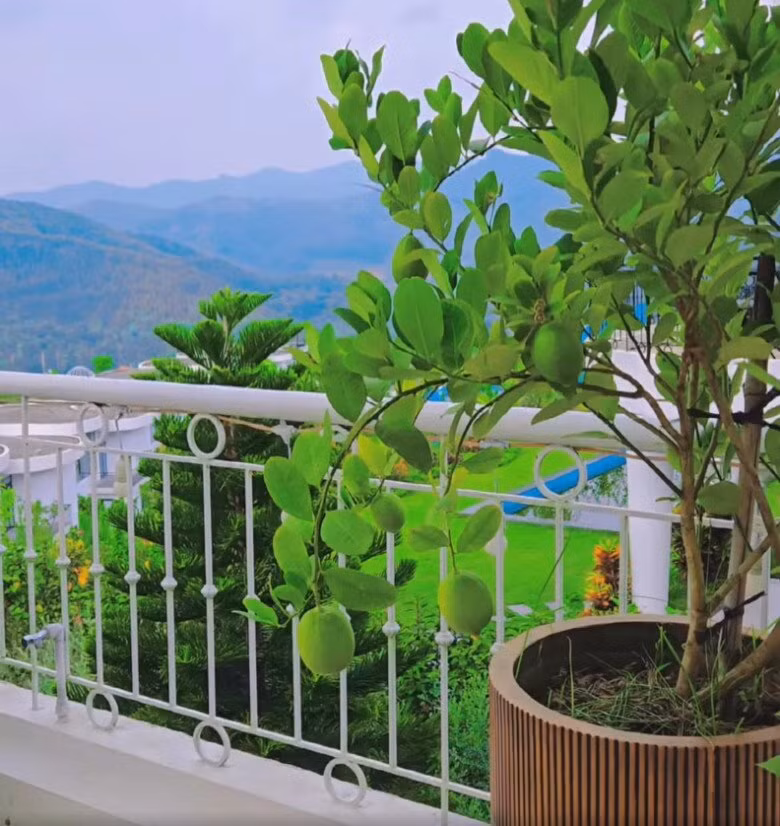 Căn biệt thự có bể bơi và khu vườn trồng đủ các loại cây ăn trái và hoa. Mới đây, bà xã Mạnh Trường chia sẻ thành quả sau hơn một năm chăm bẵm góc vườn nhỏ xinh khiến nhiều người xuýt xoa. Ảnh chụp màn hình