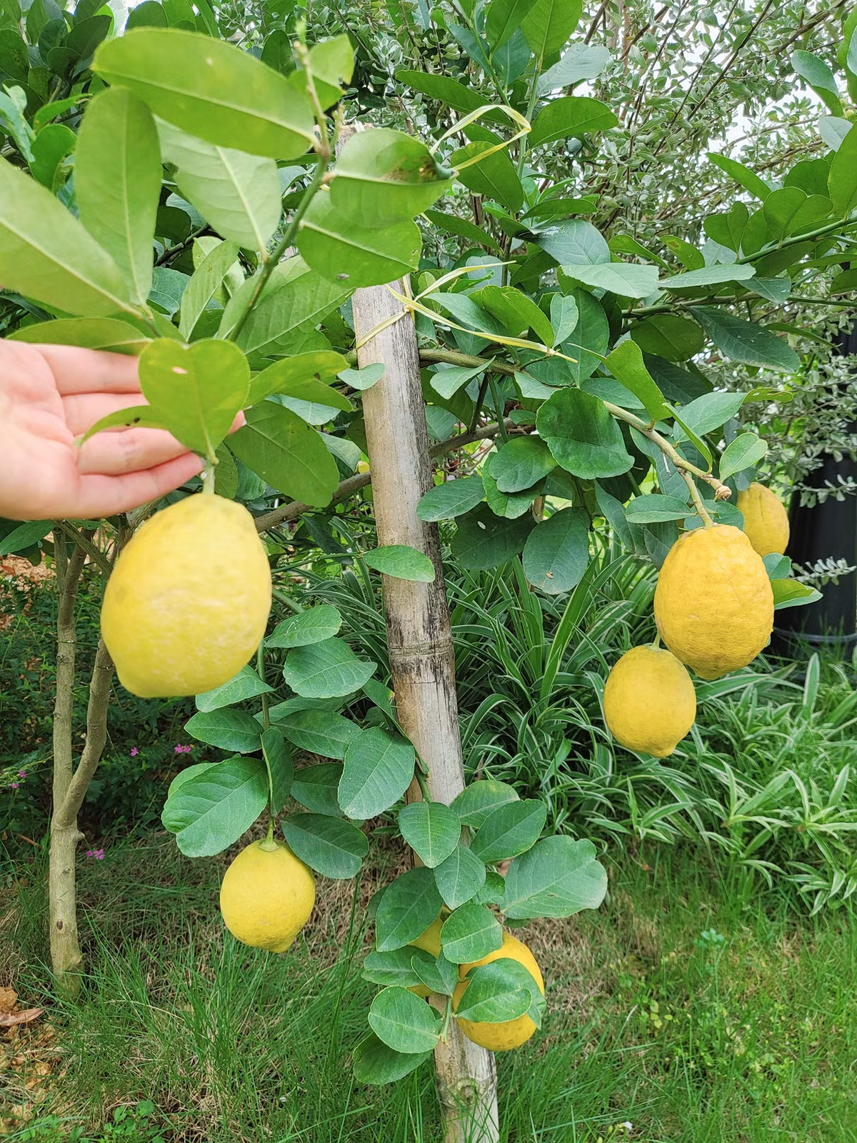 Nhiều bạn bè khen vợ Mạnh Trường thực sự mát tay khi chăm cây. Ảnh: FB Phương Phạm