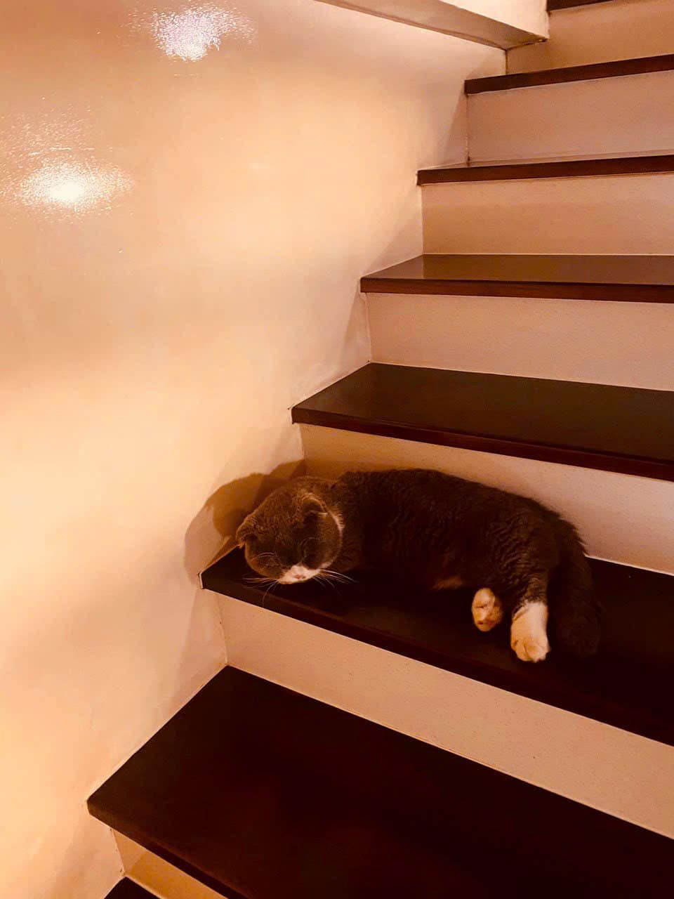 Cầu thang với bậc gỗ tối tương phản trên nền tường sáng. Ảnh: FB Cao Thái Hà