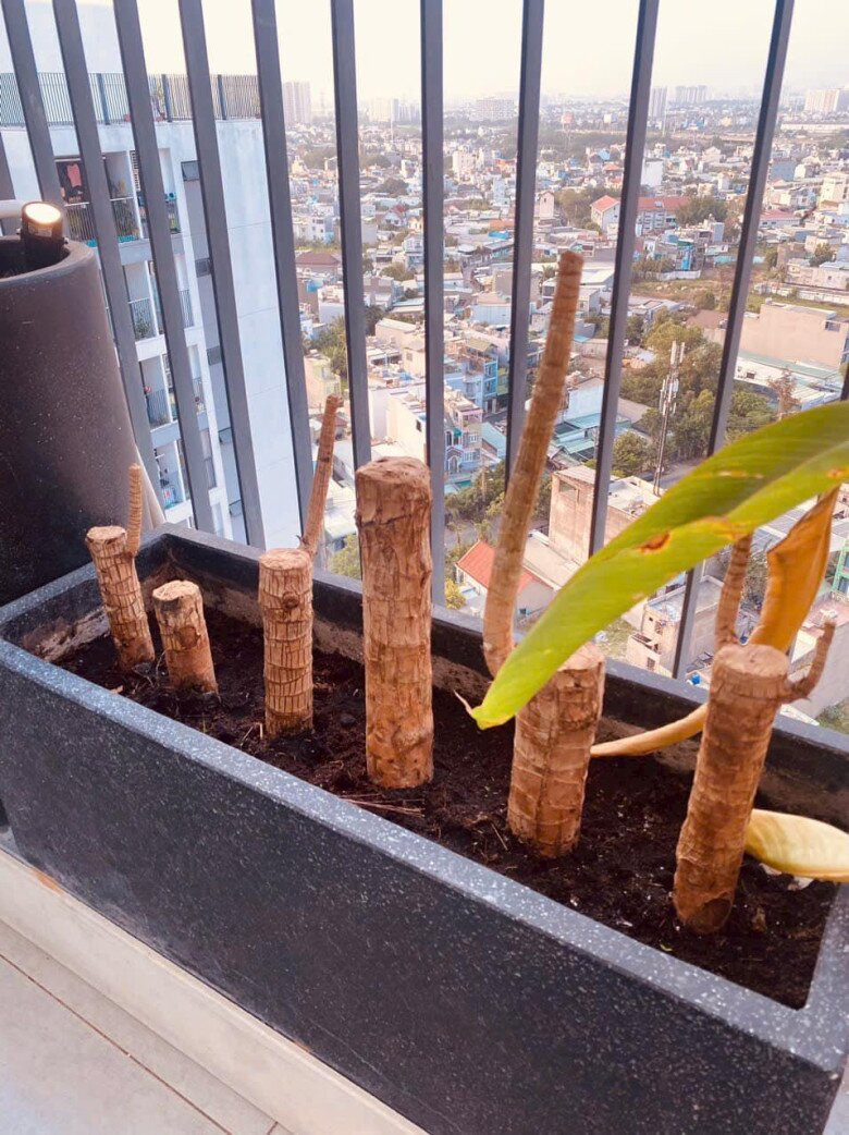 Nữ diễn viên cho biết sẽ trồng thêm cây trên sân thượng để tạo khoảng xanh mát, gần gũi với thiên nhiên. Ảnh: FB Cao Thái Hà