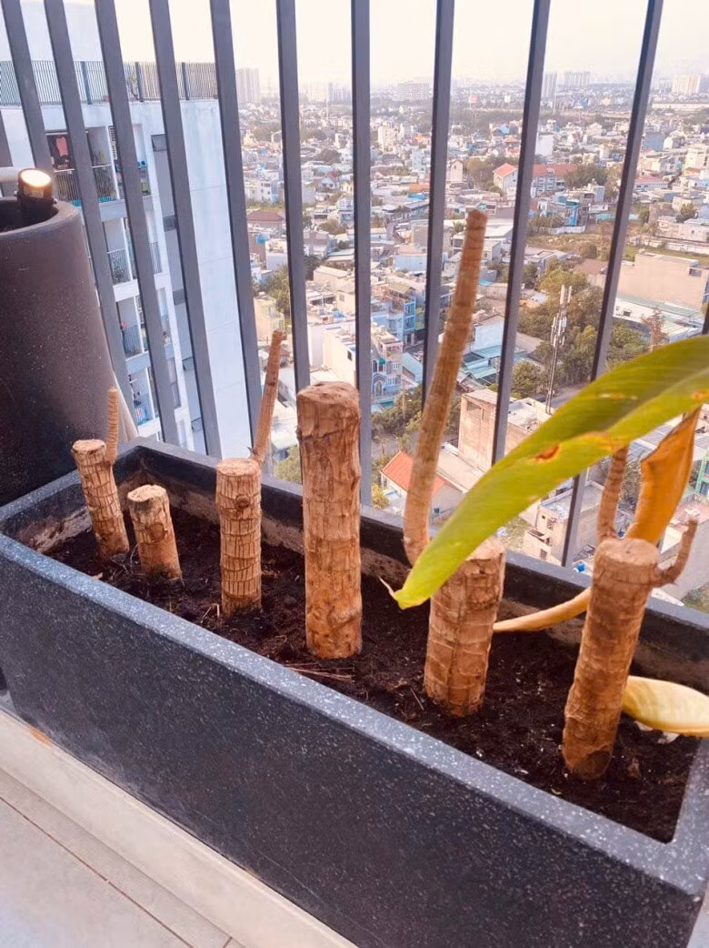 Nữ diễn viên cho biết sẽ trồng thêm cây trên sân thượng để tạo khoảng xanh mát, gần gũi với thiên nhiên. Ảnh: FB Cao Thái Hà