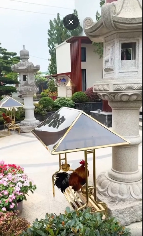 Nam doanh nhân tiết lộ đã mua 2 miếng đất ở 2 mặt tiền, làm một không gian sân vườn "nho nhỏ" để đại gia đình có thể nuôi, chim, gà, trồng cây cảnh. Ảnh chụp màn hình