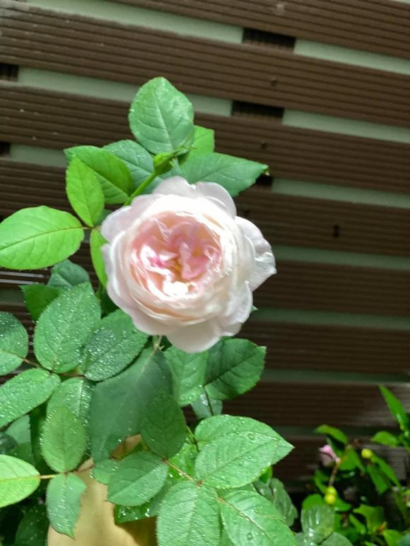 Một góc khác trong căn nhà của cựu Hoa khôi Kim Huệ. Ảnh: FBNV