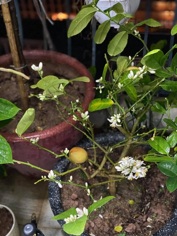 Cây chanh nhỏ nhưng cho rất nhiều hoa. Ảnh: FBNV