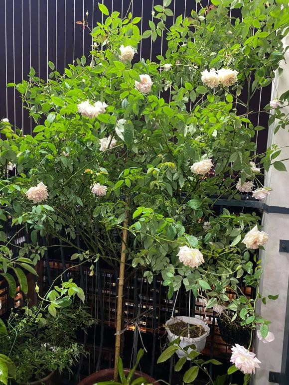 Tại khu vực ban công, cựu hoa khôi bóng chuyển Kim Huệ trồng hoa và cây cảnh. Ảnh: FBNV