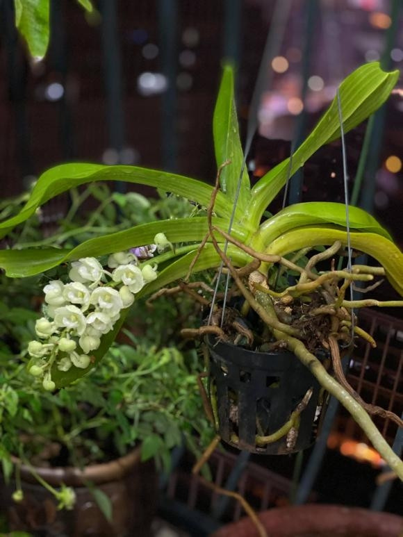 Nhành lan căng tràn sức sống. Ảnh: FBNV