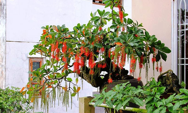 Theo phong thủy, cây lộc vừng được cho là mang lại tài lộc và may mắn. Màu đỏ của hoa lộc vừng tượng trưng cho hỷ sự. Ảnh: Internet