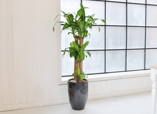 Thiết mộc lan thường được trồng làm cảnh ngoài vườn, trong nhà hoặc tại cơ quan làm việc. Ảnh: Green Homes