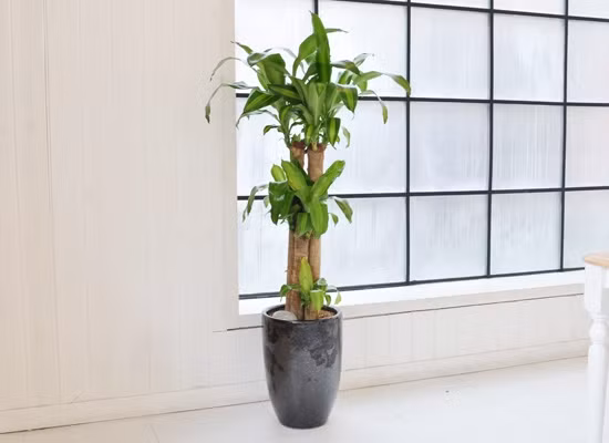 Thiết mộc lan thường được trồng làm cảnh ngoài vườn, trong nhà hoặc tại cơ quan làm việc. Ảnh: Green Homes