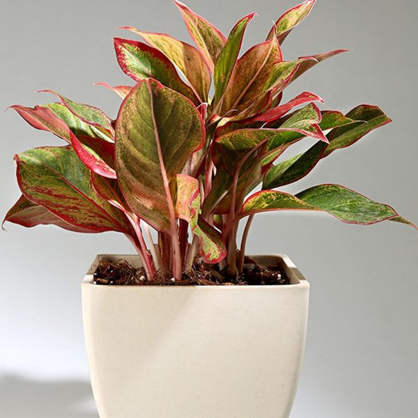 Cây phú quý là loài thân thảo, chiều cao trung bình từ 30 - 40 cm. Thân cây màu trắng hồng, được tạo nên từ các bẹ lá đan xen nhau. Ảnh: Internet