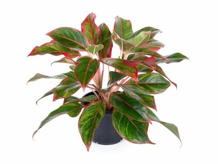 Theo phong thủy, cây phú quý mang lại nhiều may mắn, thuận lợi trong công việc và sự nghiệp. Ảnh: Internet