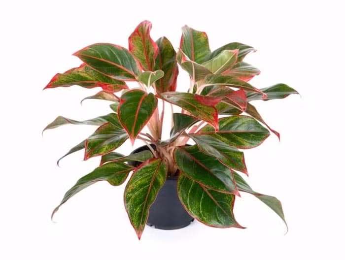 Theo phong thủy, cây phú quý mang lại nhiều may mắn, thuận lợi trong công việc và sự nghiệp. Ảnh: Internet