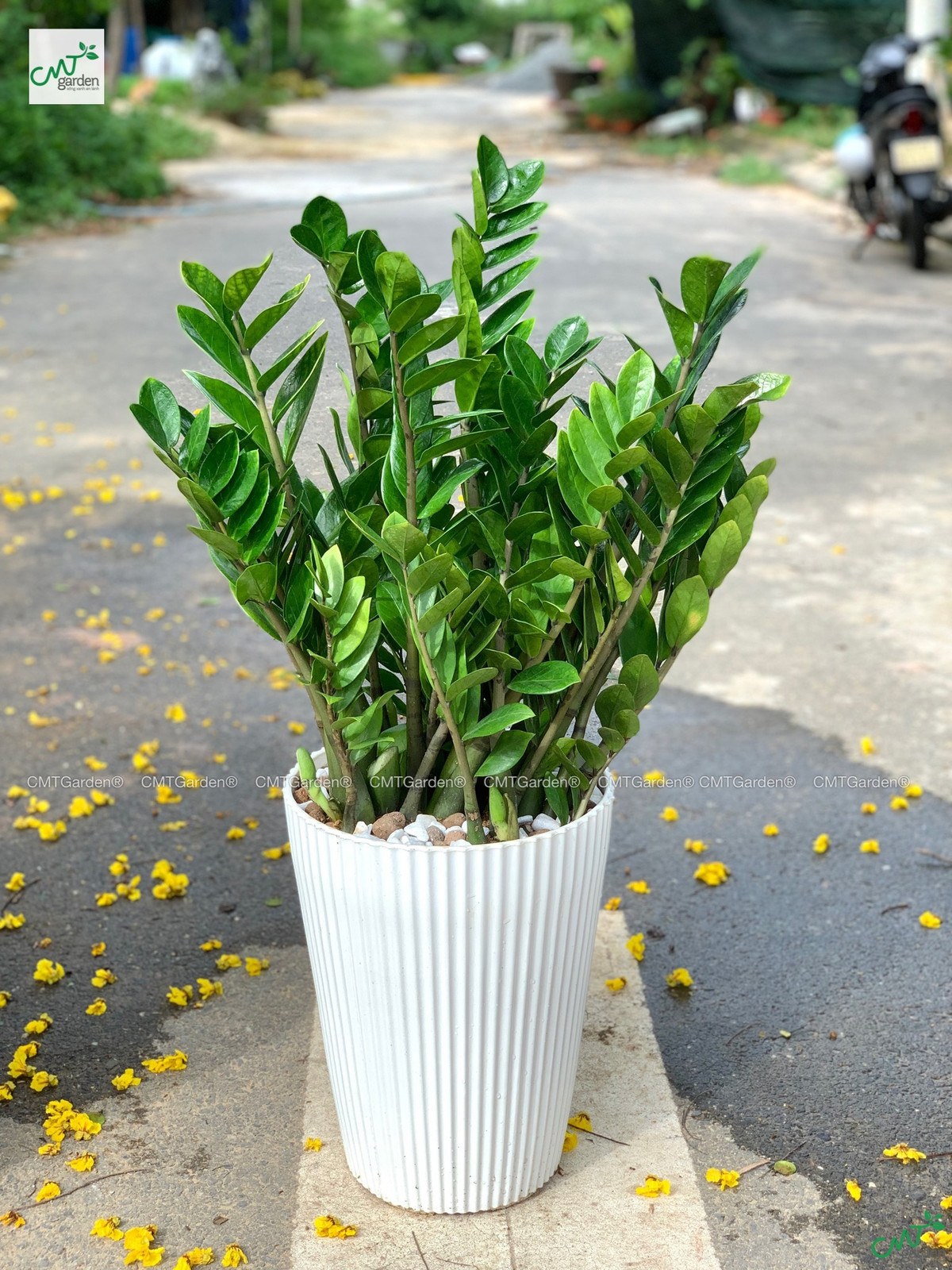 Tượng trưng cho sự phồn hoa, giàu sang, cây kim tiền giúp gia chủ phát tài. Ảnh: CMT Garden