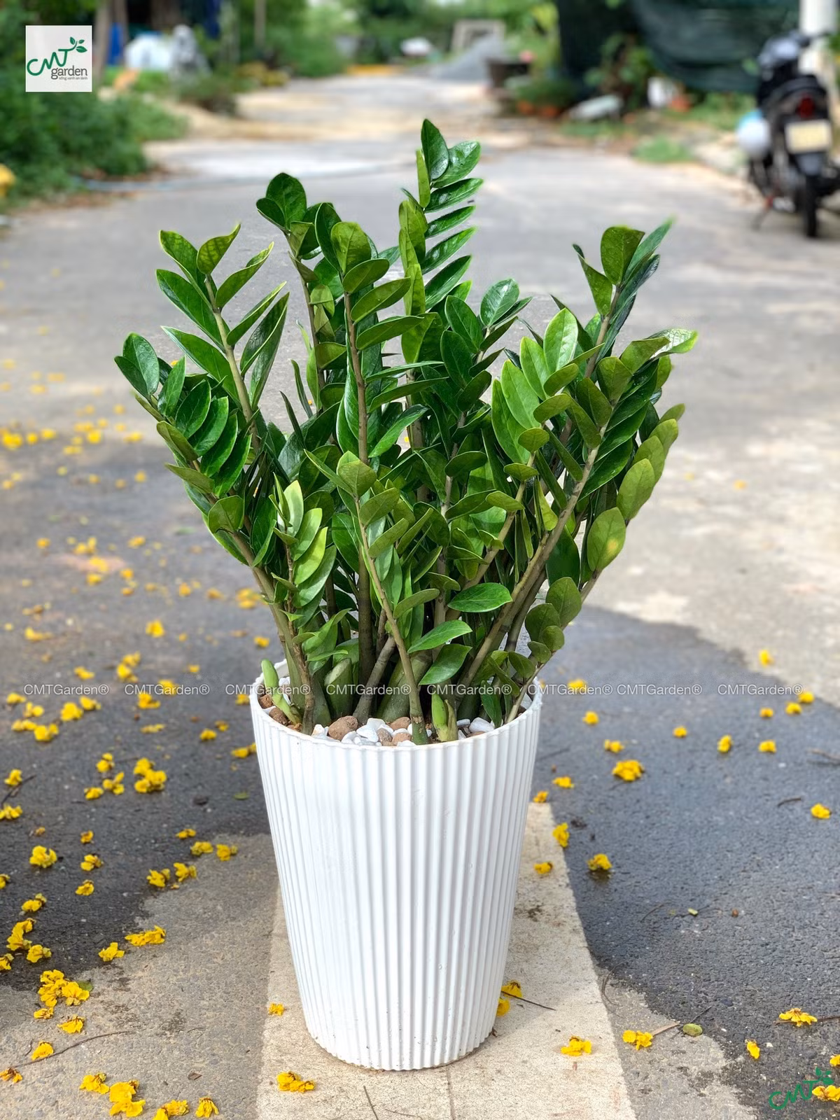 Tượng trưng cho sự phồn hoa, giàu sang, cây kim tiền giúp gia chủ phát tài. Ảnh: CMT Garden