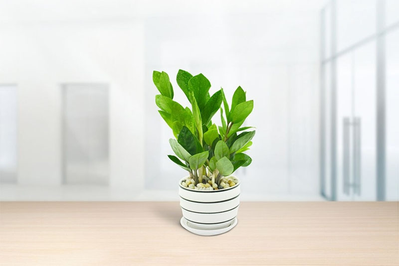 Cây kim tiền dễ sống và thích nghi với môi trường. Loại cây này thường được biếu tặng ở những dịp khai trương, tết đến. Ảnh: Huge Germany