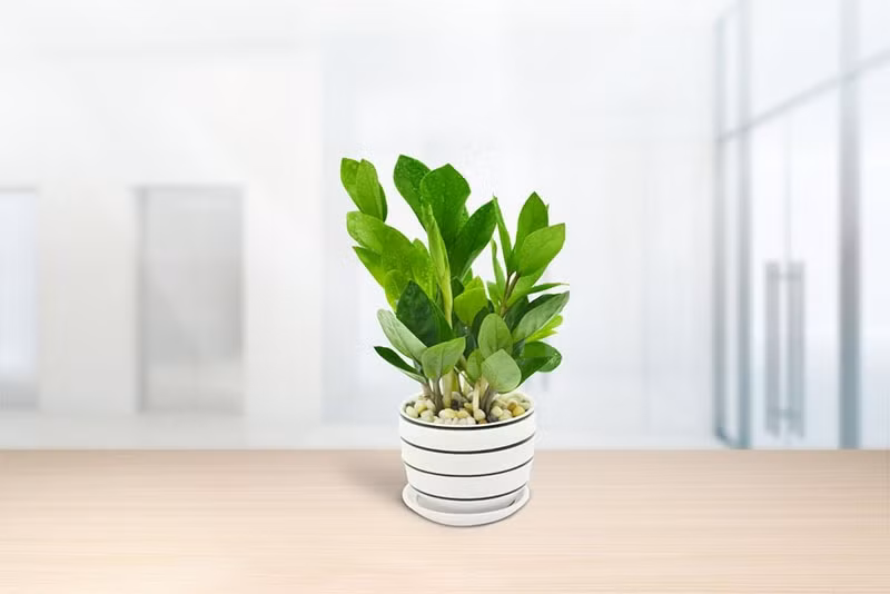 Cây kim tiền dễ sống và thích nghi với môi trường. Loại cây này thường được biếu tặng ở những dịp khai trương, tết đến. Ảnh: Huge Germany