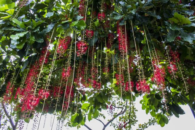 Vì vậy, trồng cây lộc vừng trong khuôn viên nhà, đặc biệt khi cây nở hoa đỏ rực sẽ mang nhiều tài lộc cho gia chủ. Ảnh: Internet