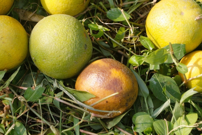 Mỗi vườn chỉ có từ vài chục đến vài trăm cây nhưng số lượng rụng tới hàng trăm quả khiến người dân xót xa. Ảnh: Bích Huệ/TTXVN