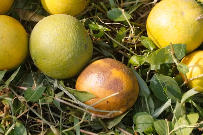 Mỗi vườn chỉ có từ vài chục đến vài trăm cây nhưng số lượng rụng tới hàng trăm quả khiến người dân xót xa. Ảnh: Bích Huệ/TTXVN