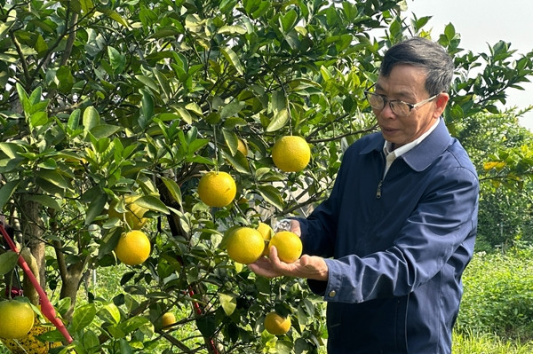 Hơn một tháng nữa mới đến Tết Nguyên đán Ất Tỵ 2025 song những ngày này, vườn cam Xã Đoài (xã Nghi Diên, huyện Nghi Lộc, tỉnh Nghệ An) đã bắt đầu chín và cho thu hoạch. Ảnh: Giadinh&amp;xahoi