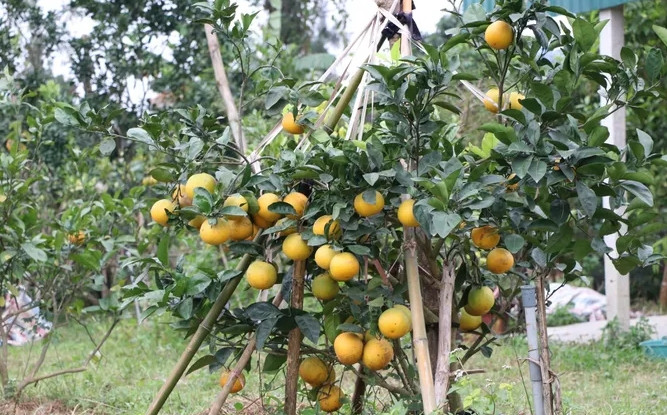 Có nguồn gốc từ châu Âu, cam Xã Đoài được đưa qua xứ Nghệ trồng từ hơn 100 năm nay. Giống cam này có mùi vị thơm ngon nên được truyền qua nhiều thế hệ. Ảnh: Suckhoedoisong