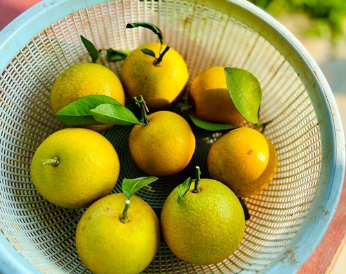 Trung bình, mỗi quả cam Xã Đoài giá từ 70.000 - 80.000 đồng, có năm lên tới 90.000 đồng. Ảnh: Báo Nghệ An