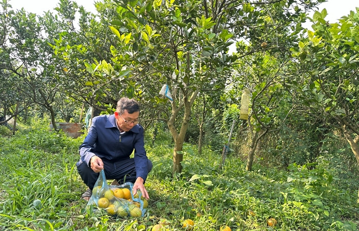 Tuy nhiên năm nay, tình trạng cam rụng nhiều khiến các nhà vườn ở Xã Đoài thất thu vụ Tết. Lo ngại số lượng cam trên cây không đủ cung ứng, nhiều nhà vườn phải từ chối nhận cọc từ khách hàng. Ảnh: Giadinhxahoi