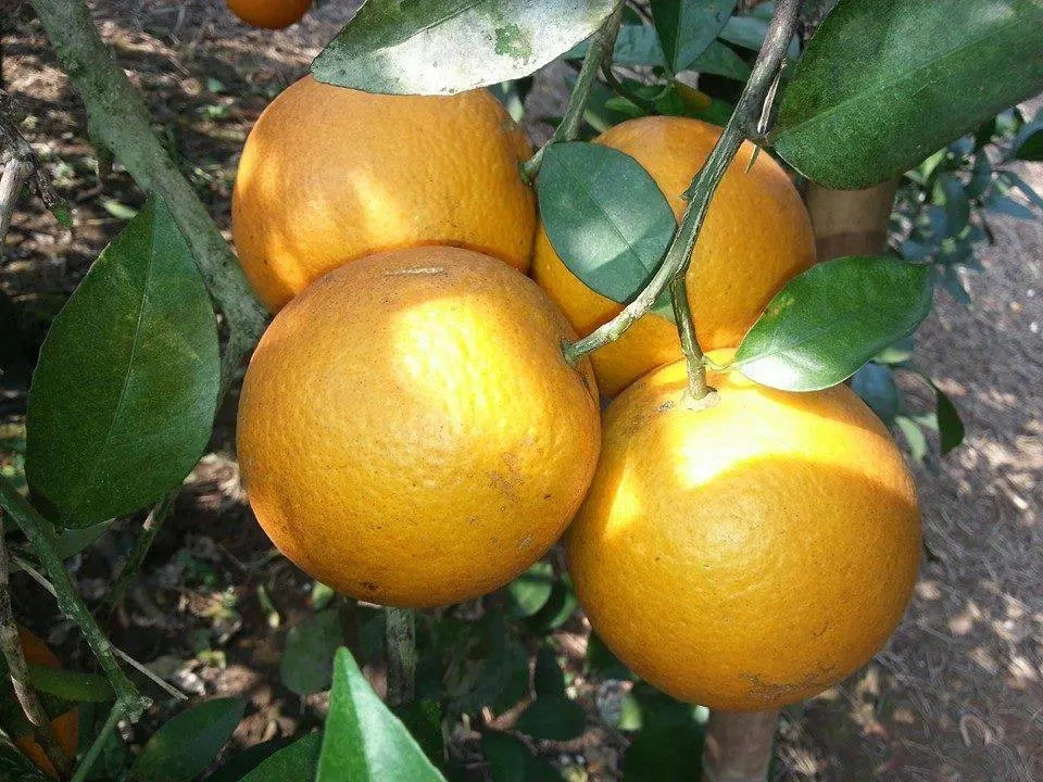 Trong khi các loại cam thường bán theo trọng lượng thì cam Xã Đoài lại bán theo quả. Một trái bằng 2kg cam Vinh bình thường nhưng vẫn hút khách. Ảnh: Facebook