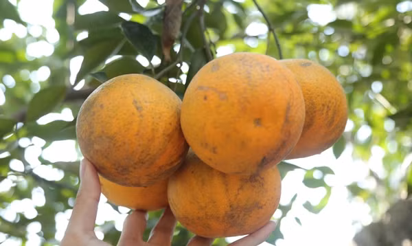 Mỗi năm, cam Xã Đoài chỉ cho thu hoạch một vụ vào dịp Tết Nguyên đán. Khi chín, quả cam to tròn, căng mọng với màu vàng óng ả. Ảnh: Giadinhxahoi