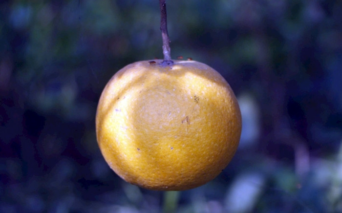 Những trái cam chín vàng óng nhưng cuống đã bị thối và chuẩn bị rụng khiến người dân xót xa. Ảnh: Báo Nghệ An