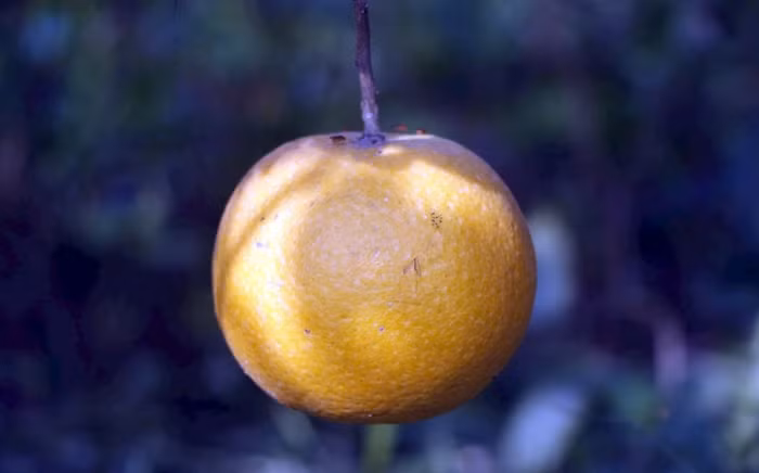 Những trái cam chín vàng óng nhưng cuống đã bị thối và chuẩn bị rụng khiến người dân xót xa. Ảnh: Báo Nghệ An