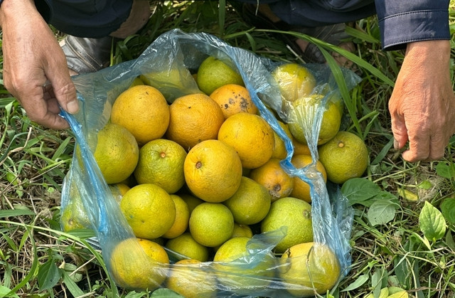 Cam rụng nhiều khiến chủ vườn phải kiểm tra hàng ngày và thu gom ủ làm phân bón cho cây. Ảnh: Giadinhxahoi