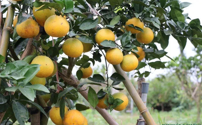 Dù đắt nhưng cam "tiến vua" luôn trong tình trạng "cháy hàng", nhất là sát Tết Nguyên đán. Ảnh: Suckhoedoisong