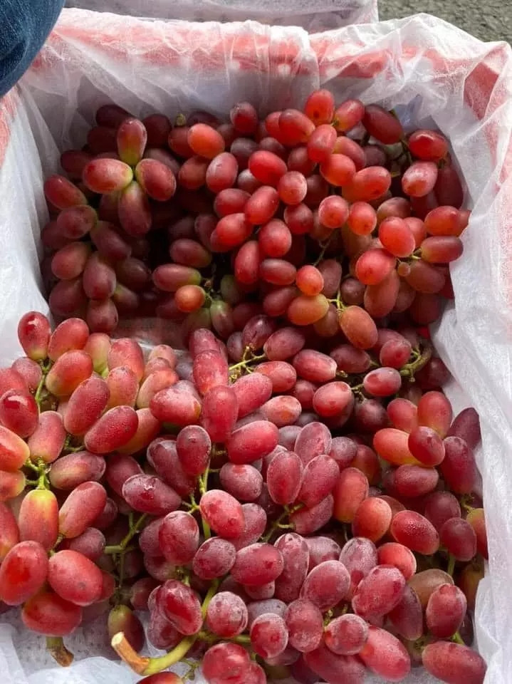 Với giá dao động từ 35.000 – 85.000 đồng/kg, tùy số lượng từ 1 – 5kg, nho ruby Trung Quốc cũng được lòng khách hàng Việt. Ảnh: Facebook