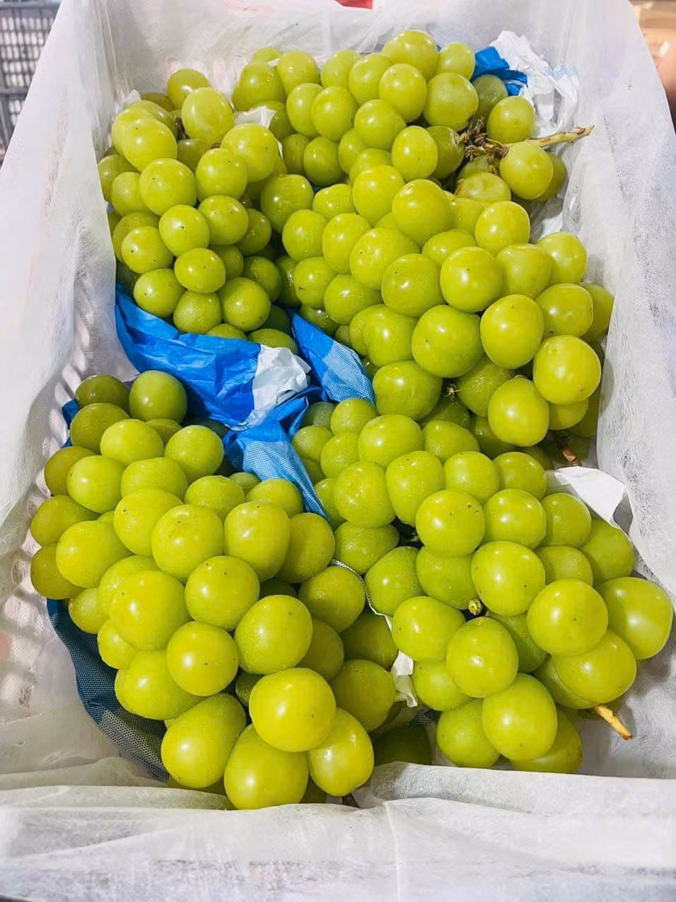 Do giá rẻ, nho sữa Trung Quốc rất hút khách. Không ít đầu mối tiêu thụ hết gần 1 tấn bao hồm cả bán buôn và bán lẻ mỗi ngày. Ảnh: Facebook