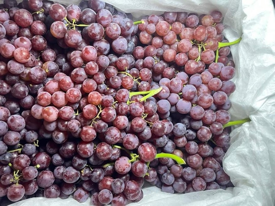 Nho kẹo Trung Quốc cũng từng gây sốt thị trường Việt khi có giá chỉ từ 25.000 đồng/kg. Ảnh: Thuongtruong